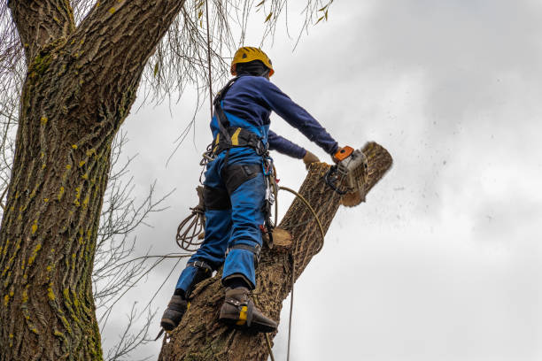 How Our Tree Care Process Works  in  Warsaw, IN